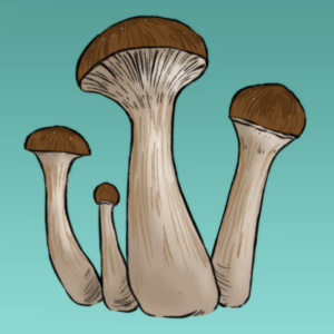 Growkit McKennaii Auto